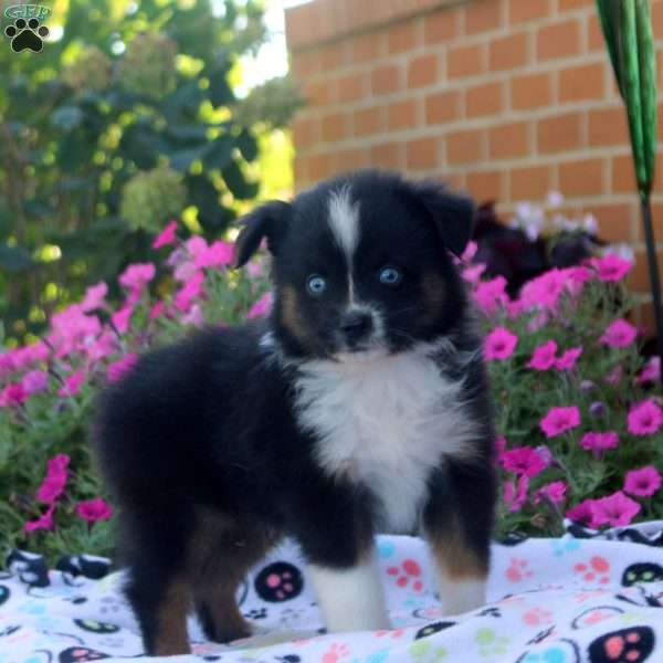 Simon, Miniature Australian Shepherd Puppy