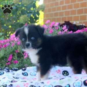 Simon, Miniature Australian Shepherd Puppy