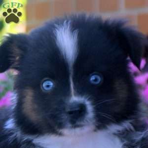Simon, Miniature Australian Shepherd Puppy