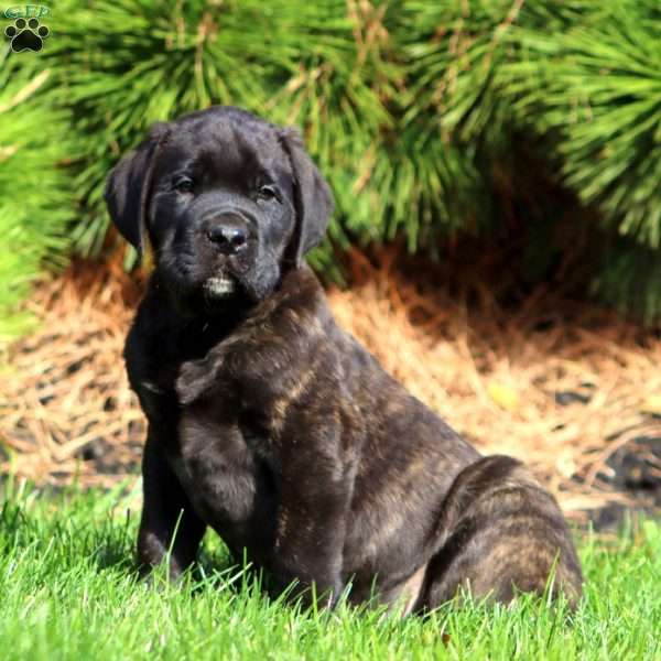 Simon, English Mastiff Puppy