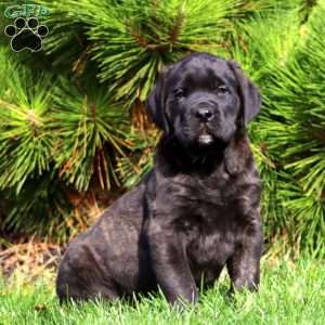 Simon, English Mastiff Puppy