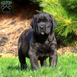 Simon, English Mastiff Puppy