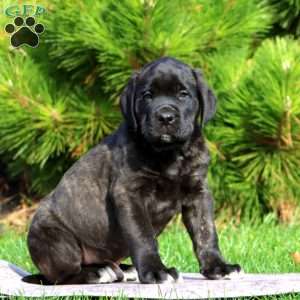 Simon, English Mastiff Puppy