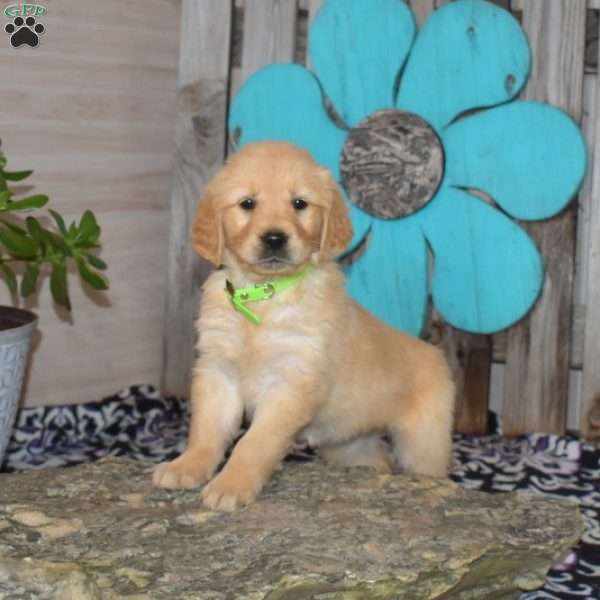 Sky, Golden Retriever Puppy