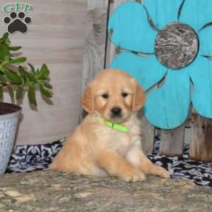 Sky, Golden Retriever Puppy