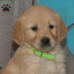 Sky, Golden Retriever Puppy