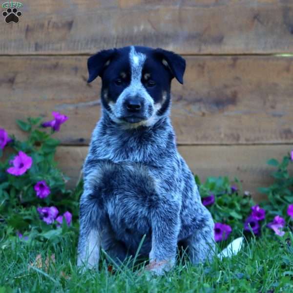 Sky, Blue Heeler – Australian Cattle Dog Puppy