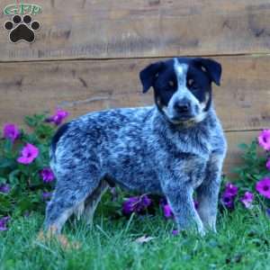 Sky, Blue Heeler – Australian Cattle Dog Puppy