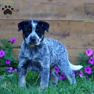 Sky, Blue Heeler – Australian Cattle Dog Puppy