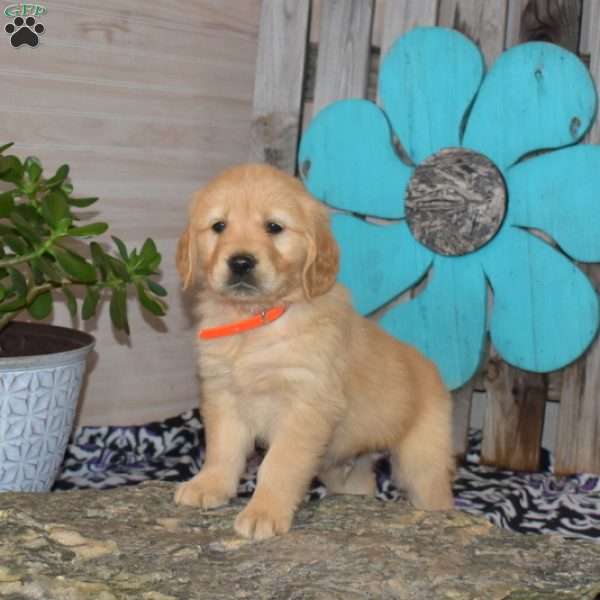 Slider, Golden Retriever Puppy