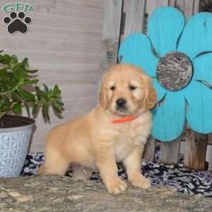 Slider, Golden Retriever Puppy