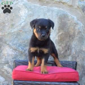 Slider, Rottweiler Puppy