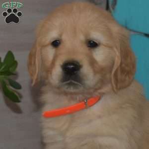 Slider, Golden Retriever Puppy