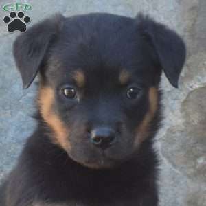 Slider, Rottweiler Puppy