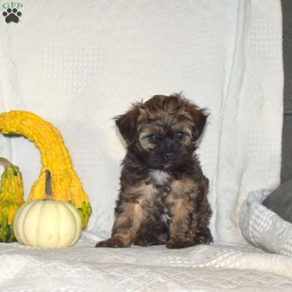 Smokey, Maltese Mix Puppy