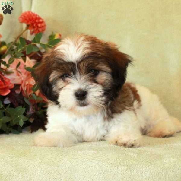 Smokey, Havashu Puppy