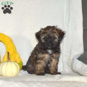 Smokey, Maltese Mix Puppy