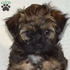 Smokey, Maltese Mix Puppy