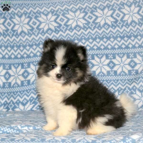 S’more, Pomeranian Puppy