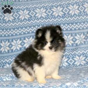 S’more, Pomeranian Puppy