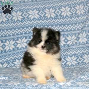 S’more, Pomeranian Puppy