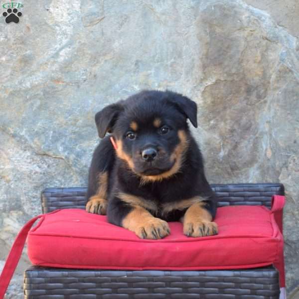 S’mores, Rottweiler Puppy