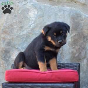 S’mores, Rottweiler Puppy