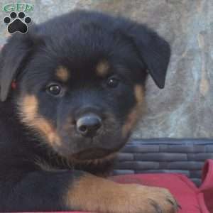 S’mores, Rottweiler Puppy