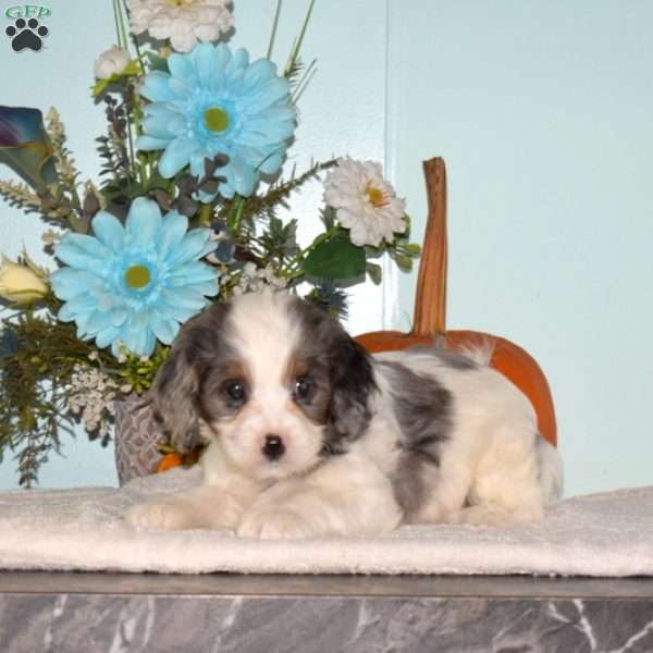 Snickers, Cavapoo Puppy