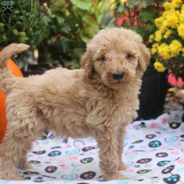Snickers, Mini Goldendoodle Puppy