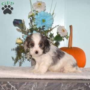 Snickers, Cavapoo Puppy