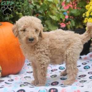 Snickers, Mini Goldendoodle Puppy