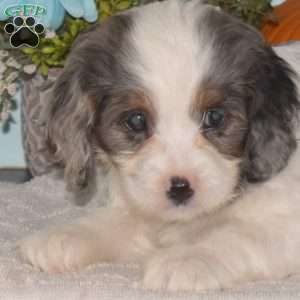 Snickers, Cavapoo Puppy