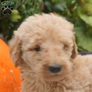 Snickers, Mini Goldendoodle Puppy