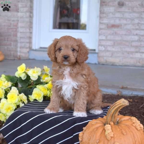 Socks, Cavapoo Puppy