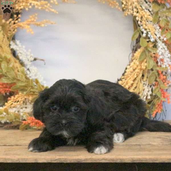 Sondra, Shih-Poo Puppy