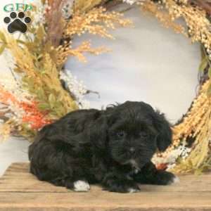 Sondra, Shih-Poo Puppy