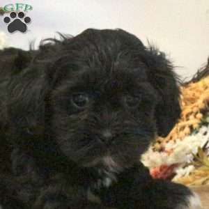 Sondra, Shih-Poo Puppy