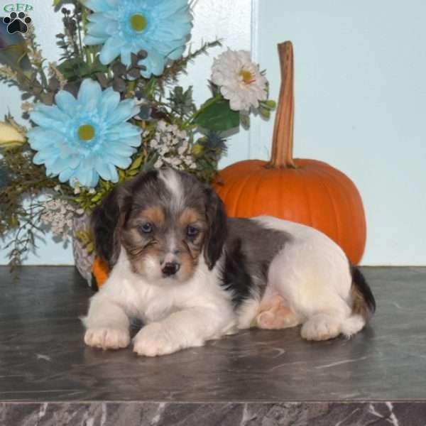 Sonny, Cavapoo Puppy