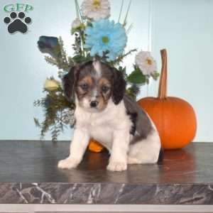 Sonny, Cavapoo Puppy