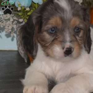 Sonny, Cavapoo Puppy