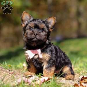 Sonya, Yorkie Puppy