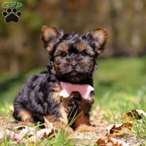 Sonya, Yorkie Puppy