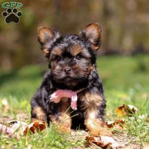 Sonya, Yorkie Puppy
