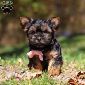 Sonya, Yorkie Puppy