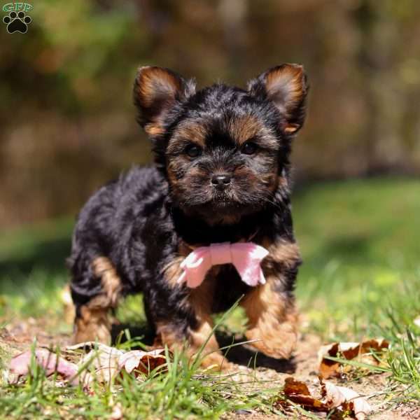 Sonya, Yorkie Puppy