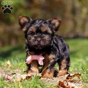 Sonya, Yorkie Puppy