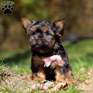 Sonya, Yorkie Puppy