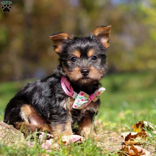 Sophia, Yorkie Puppy