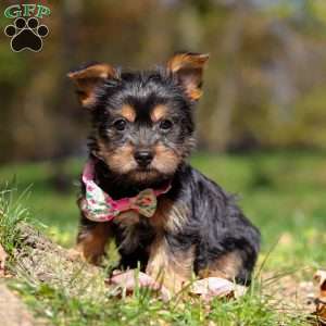 Sophia, Yorkie Puppy